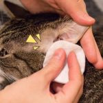 4 Cara Membersihkan Telinga Kucing secara Mandiri di Rumah